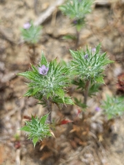 Honeyscented pincushionplant (Navarretia mellita)