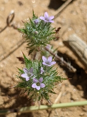 Honeyscented pincushionplant (Navarretia mellita)
