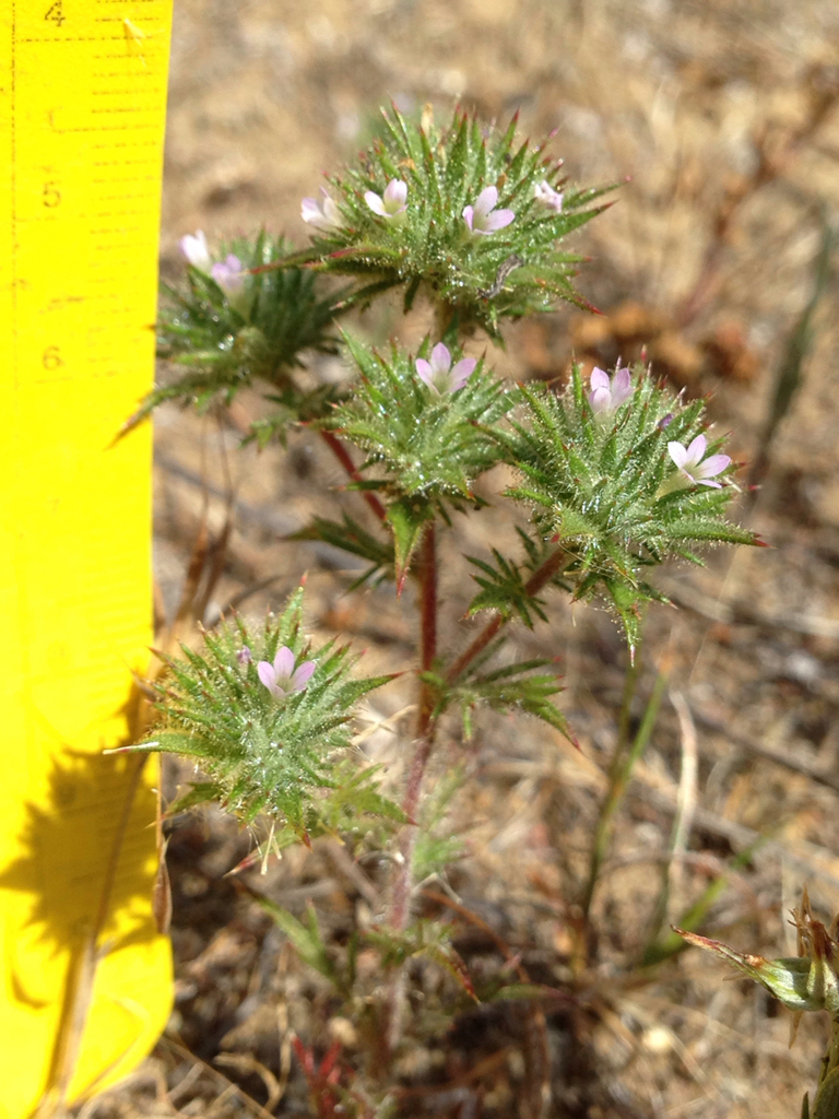 Honeyscented pincushionplant (Navarretia mellita)