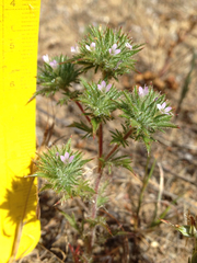 Honeyscented pincushionplant (Navarretia mellita)