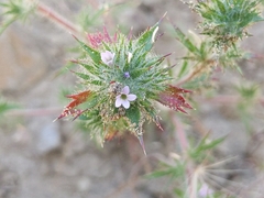 Honeyscented pincushionplant (Navarretia mellita)