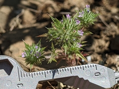 Honeyscented pincushionplant (Navarretia mellita)