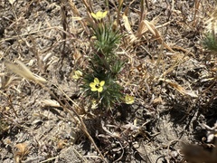 Adobe navarretia (Navarretia nigelliformis)