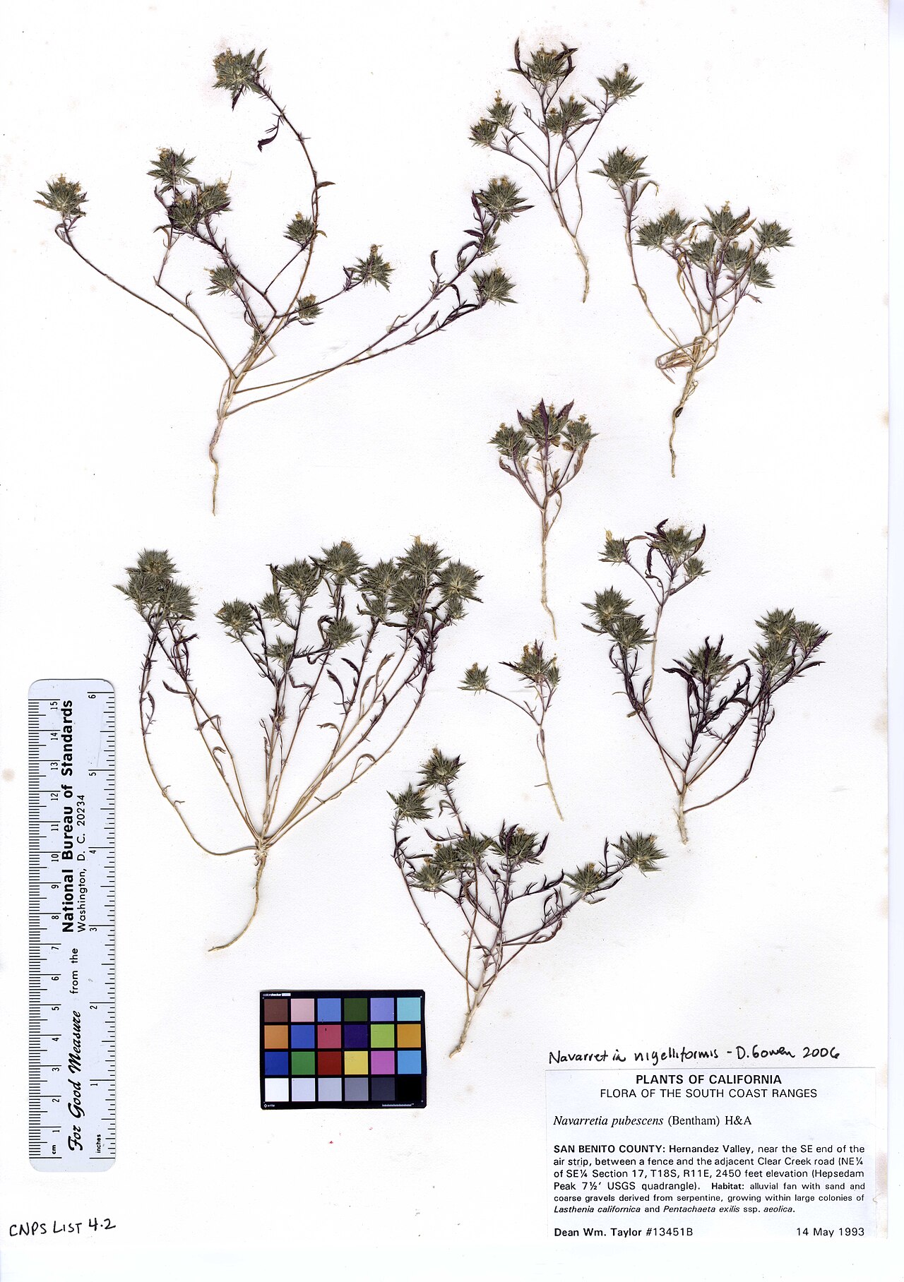 Adobe navarretia: Navarretia nigelliformis ssp. nigelliformis