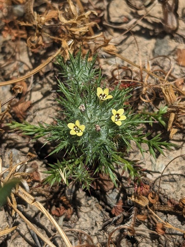 Adobe navarretia (Navarretia nigelliformis)