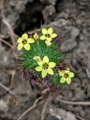 Adobe navarretia (Navarretia nigelliformis)