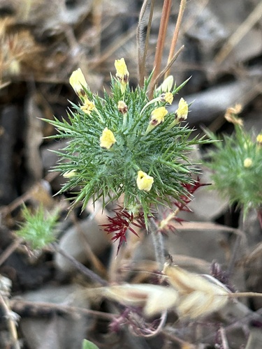 Adobe navarretia (Navarretia nigelliformis)