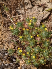 Adobe navarretia (Navarretia nigelliformis)