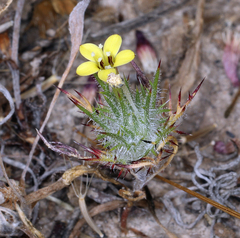 Adobe navarretia (Navarretia nigelliformis)