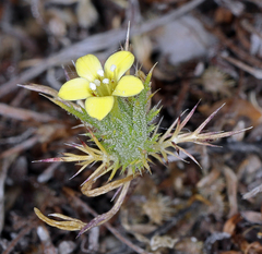 Adobe navarretia (Navarretia nigelliformis)