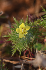 Adobe navarretia (Navarretia nigelliformis)