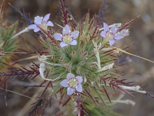 Navarretia panochensis (Navarretia panochensis)