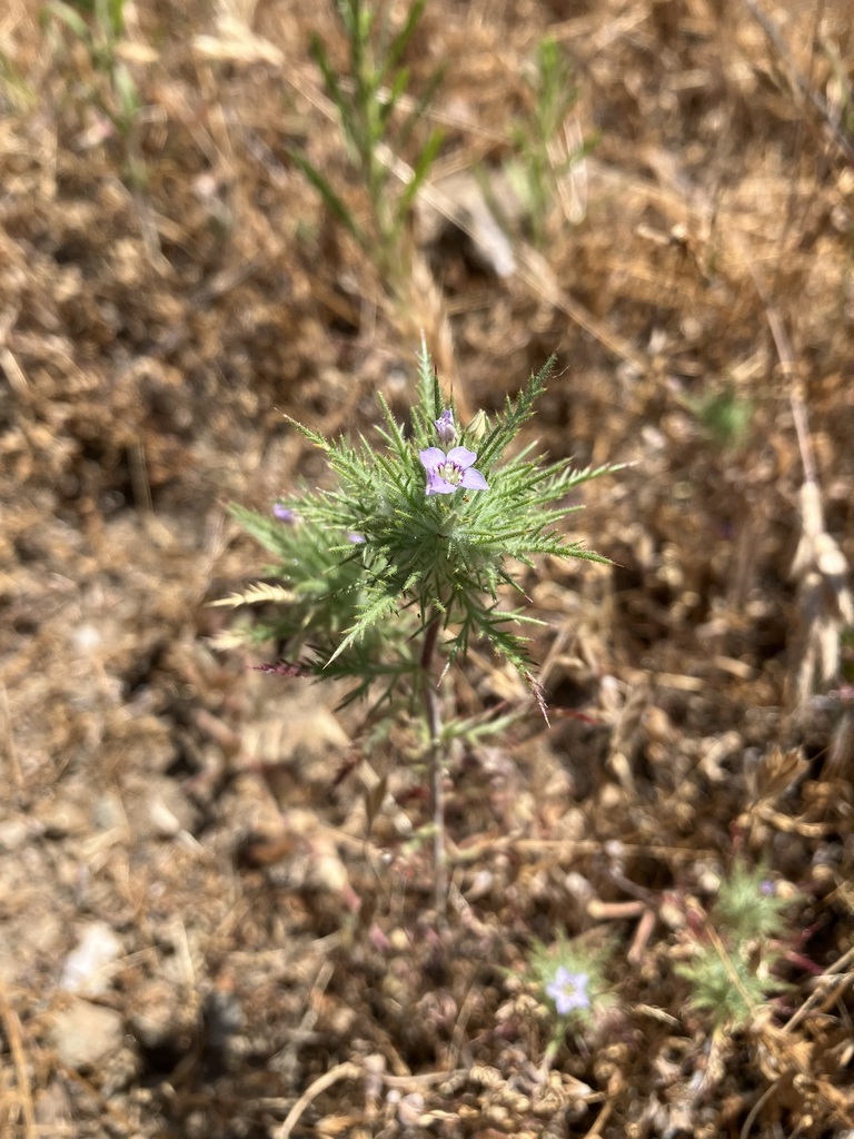 Navarretia panochensis (Navarretia panochensis)