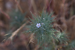 Navarretia panochensis (Navarretia panochensis)