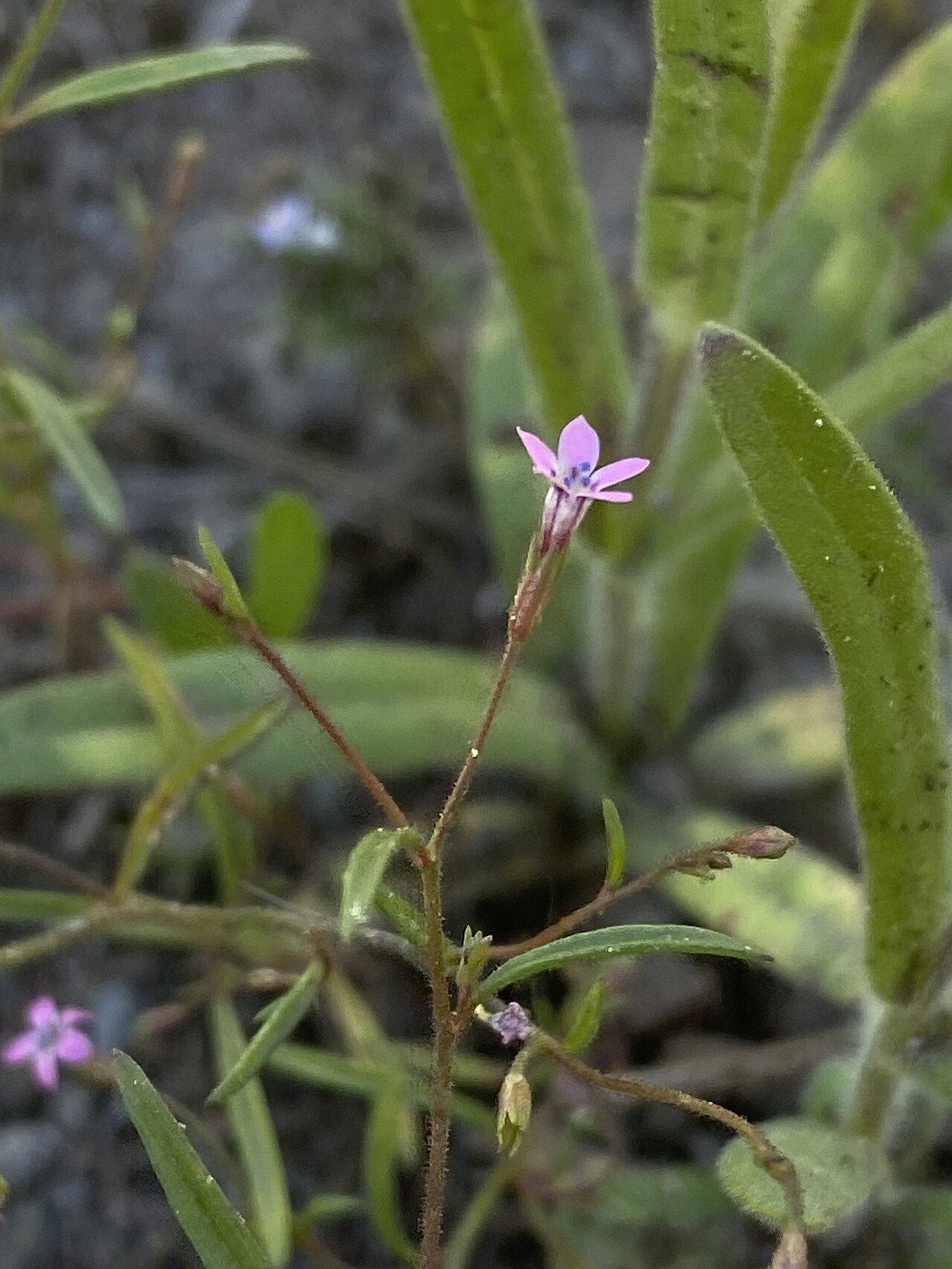Alva Day's pincushionplant: Alva Day's Pincushionplant ( Navarretia sinistra ) in the United States