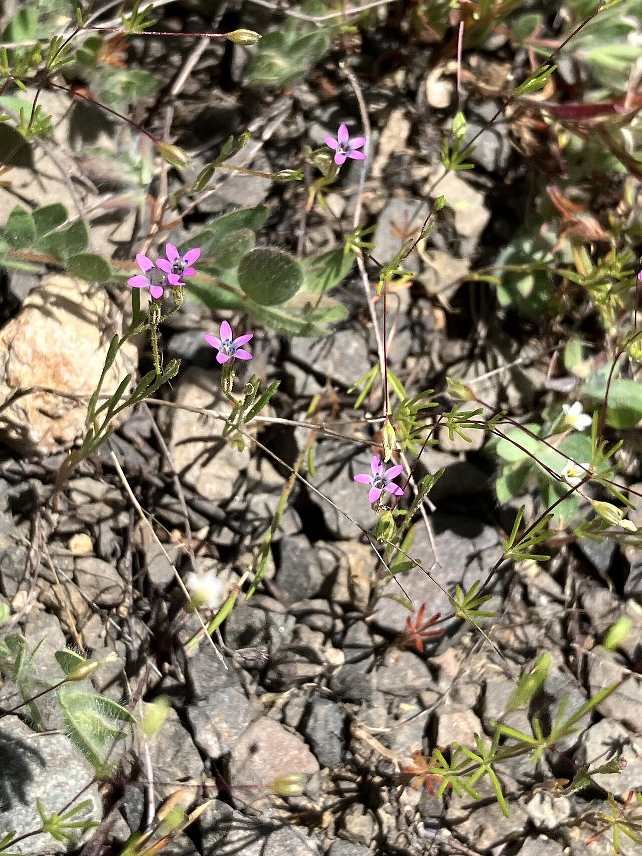 Alva Day's pincushionplant: Alva Day's Pincushionplant ( Navarretia sinistra ) in the United States