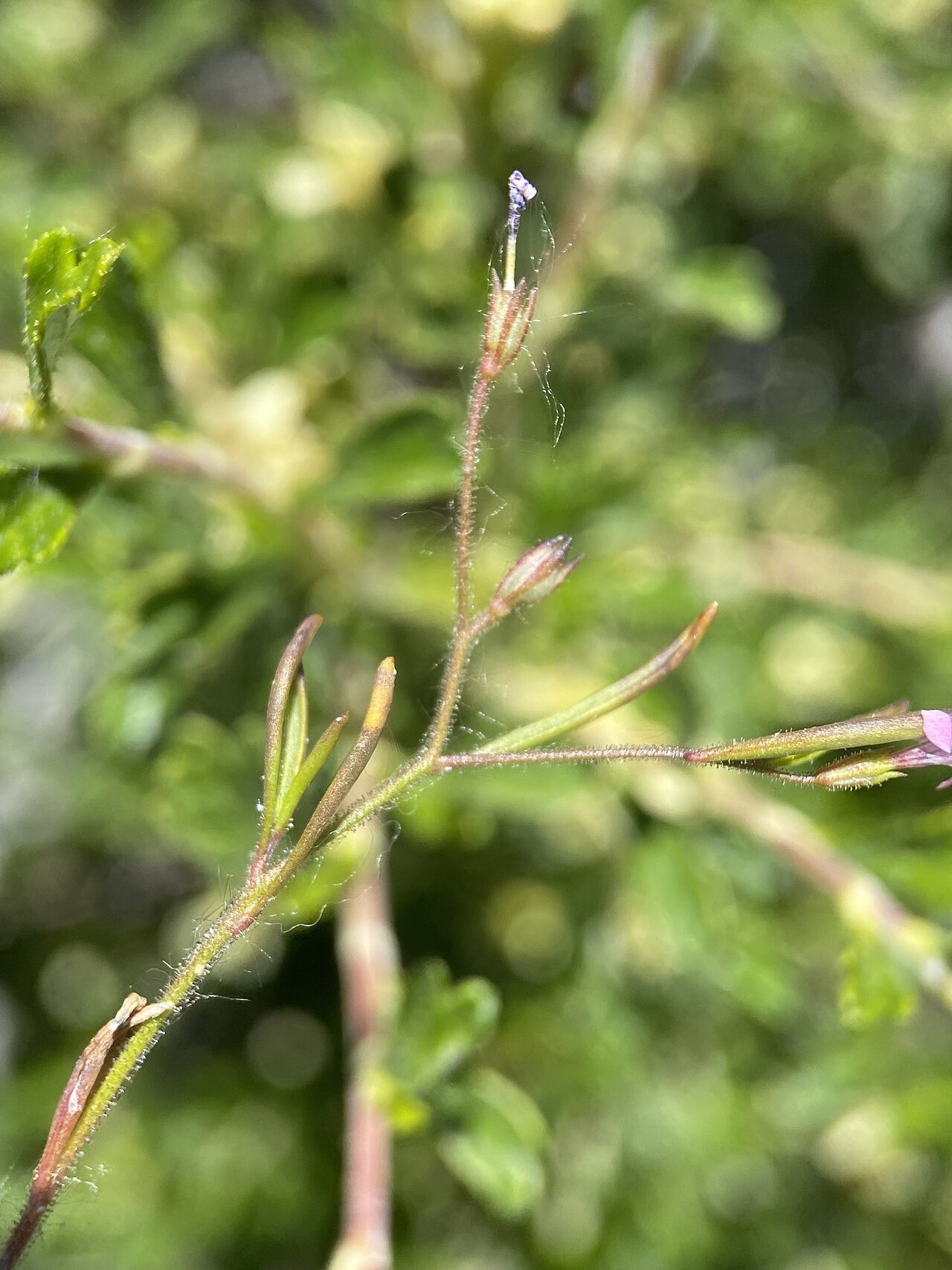 Alva Day's pincushionplant: Alva Day's Pincushionplant ( Navarretia sinistra ) in the United States