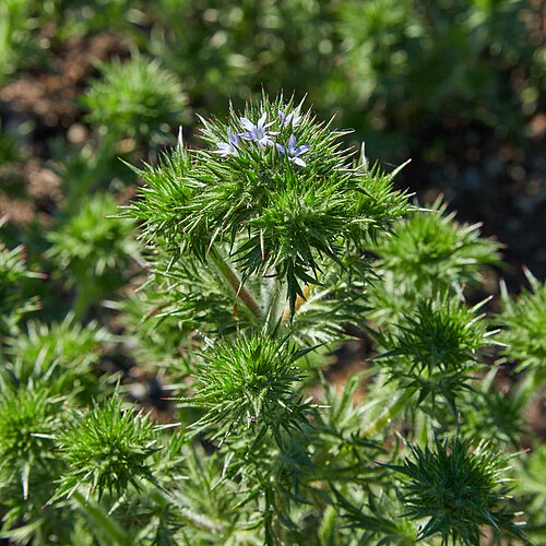 Skunkbush: Navarretia squarrosa