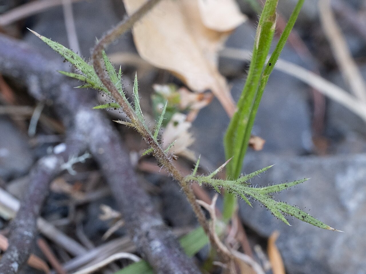 Skunkbush: Skunkweed ( Navarretia squarrosa ) in the United States