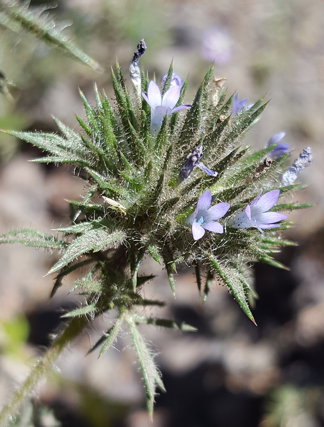 Skunkbush: Skunkweed ( Navarretia squarrosa ) in the United States