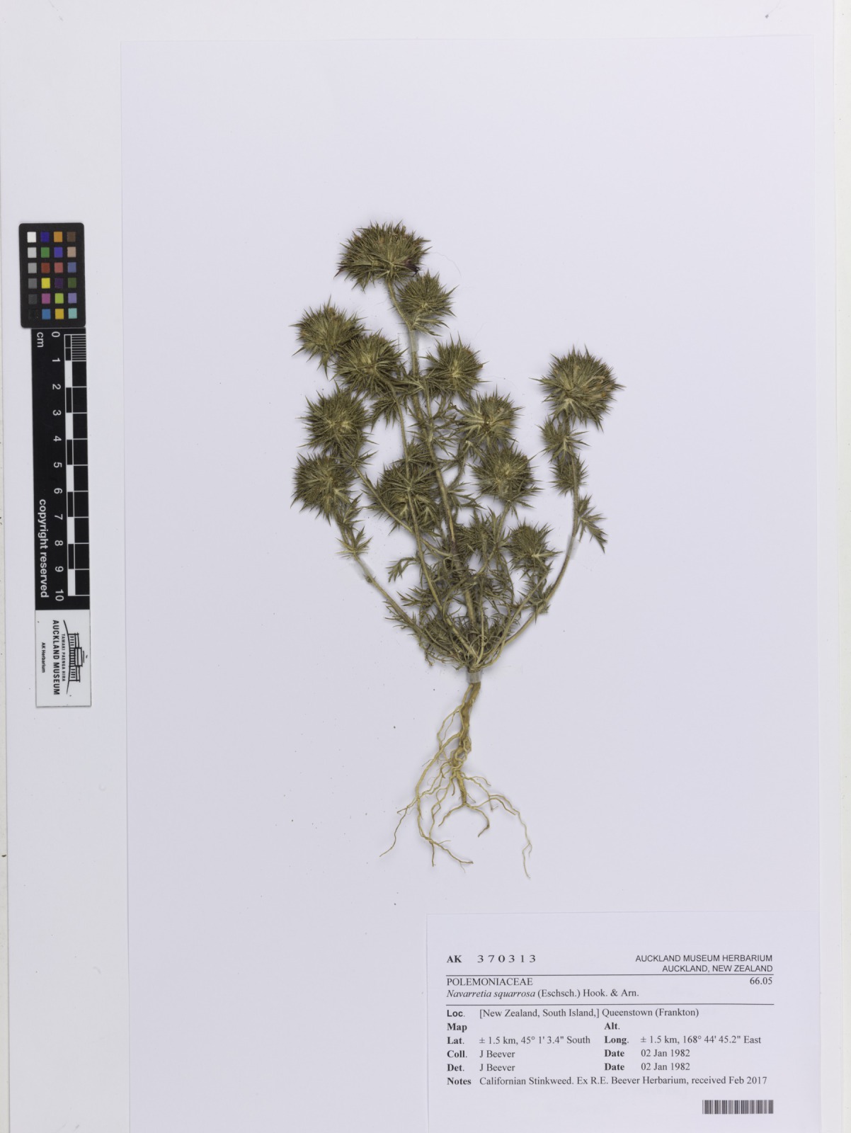 Skunkbush (Navarretia squarrosa)