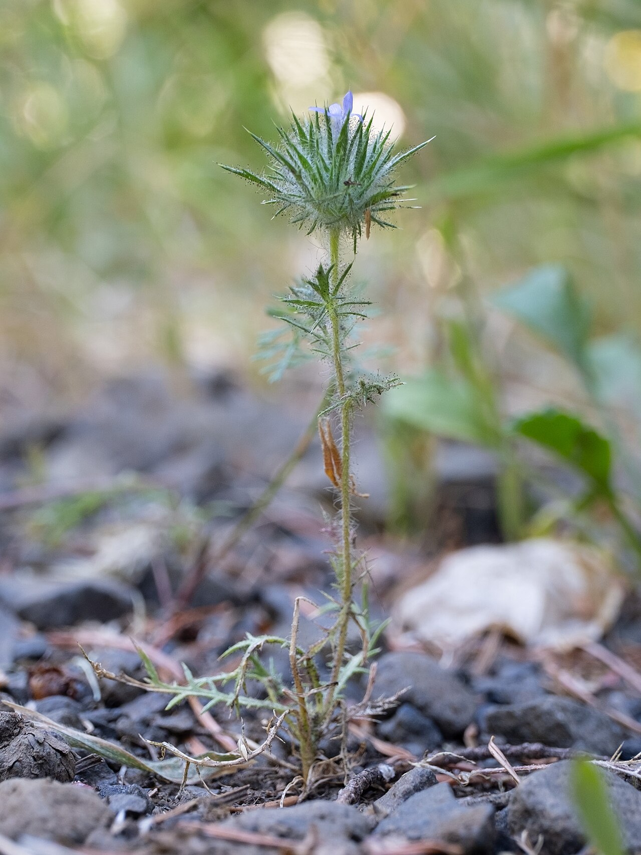 Skunkbush: Skunkweed ( Navarretia squarrosa ) in the United States