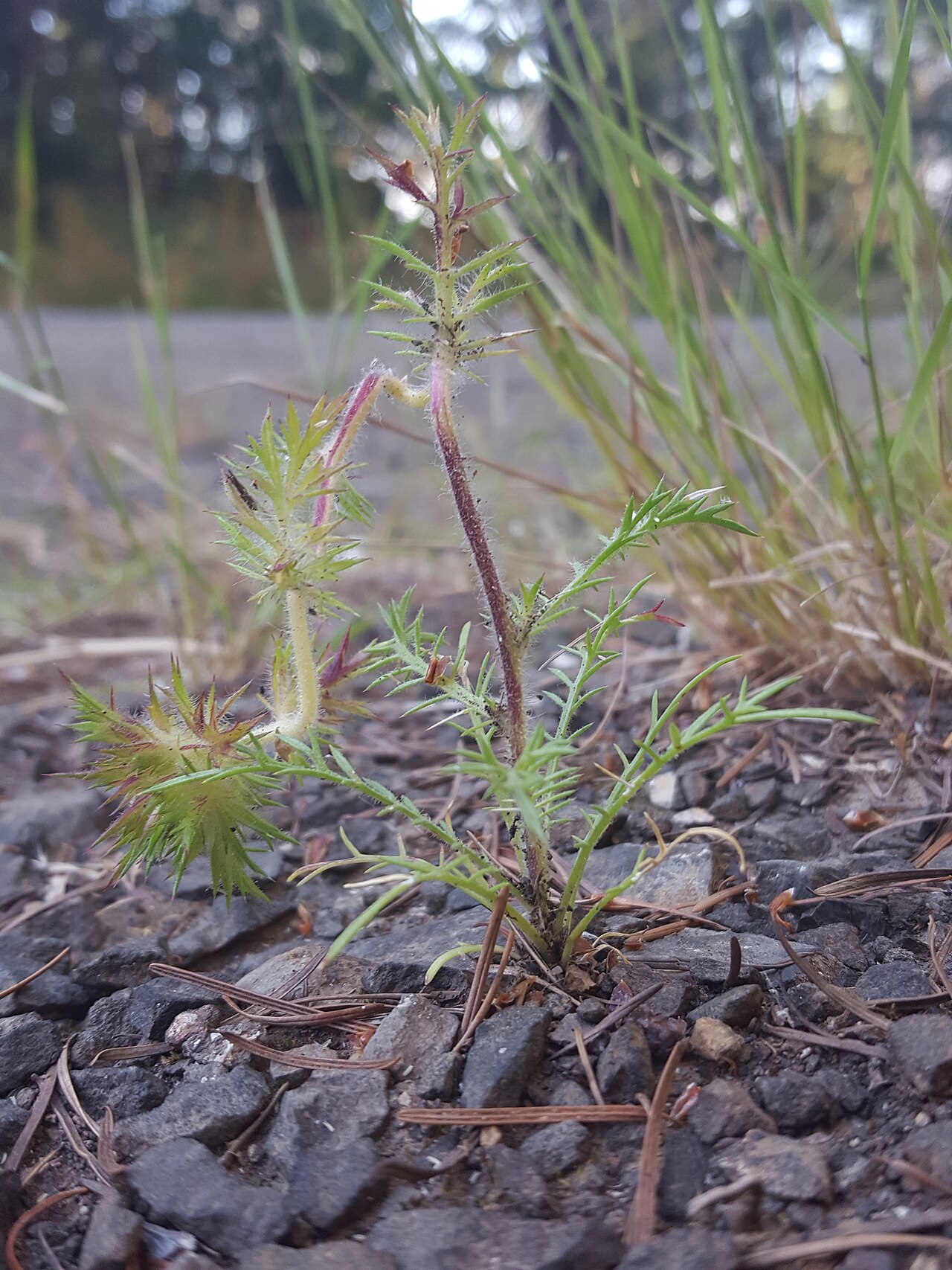 Skunkbush: Skunkweed ( Navarretia squarrosa ) in the United States