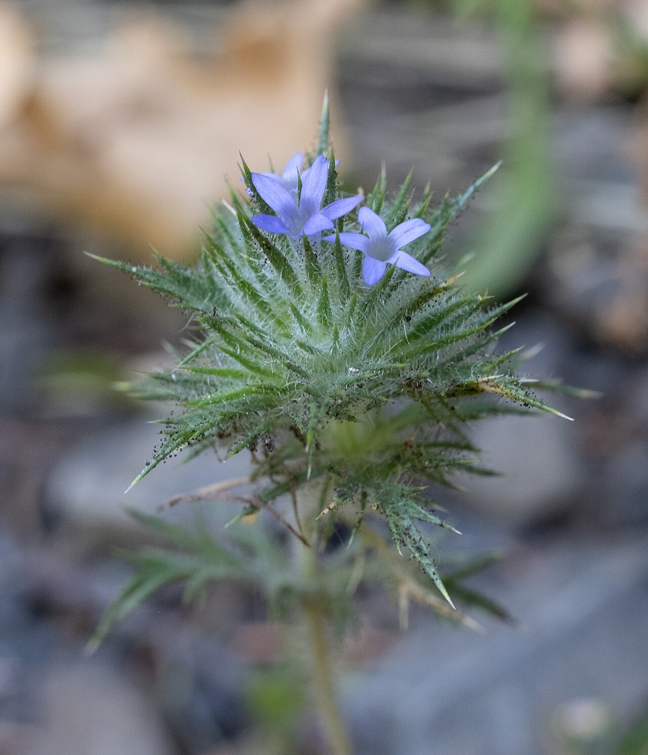Skunkbush: Skunkweed ( Navarretia squarrosa ) in the United States