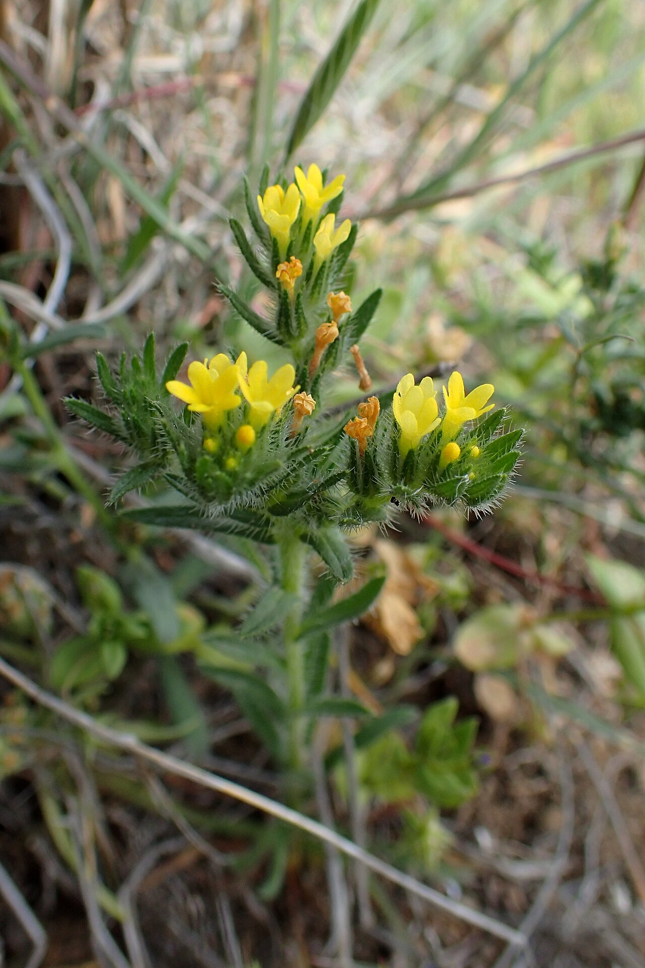 Neatostema apulum: Neatostema apulum in Analiontas, Cyprus