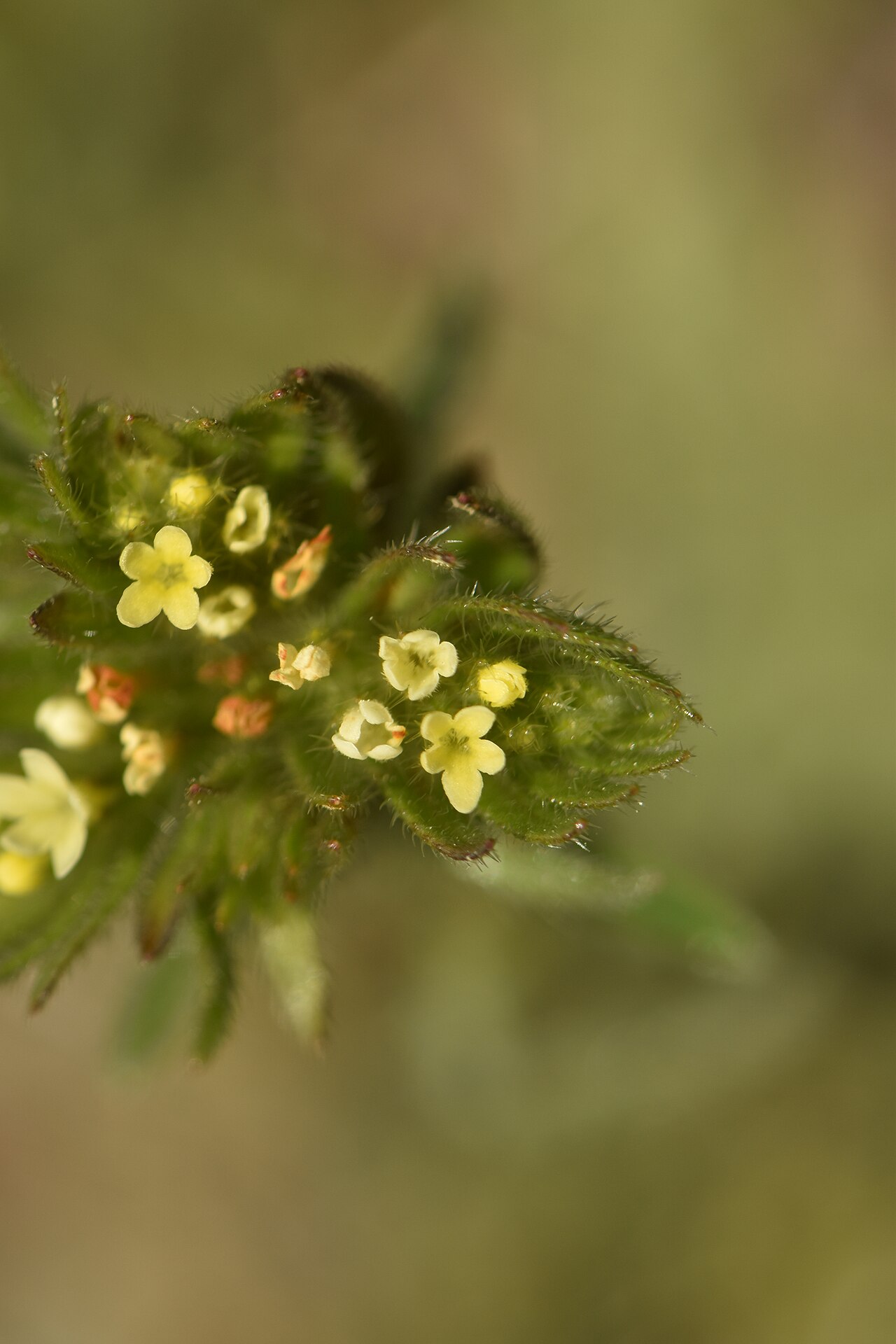 Neatostema apulum: Photo of Neatostema apulum.