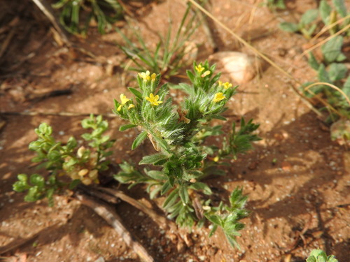 Neatostema apulum (Neatostema apulum)