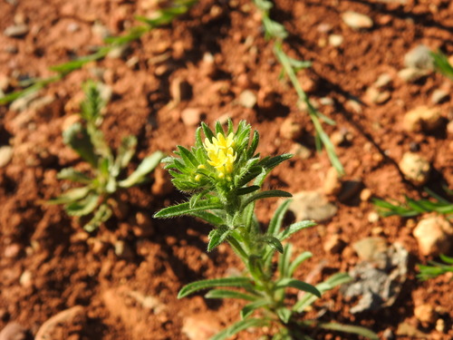 Neatostema apulum (Neatostema apulum)