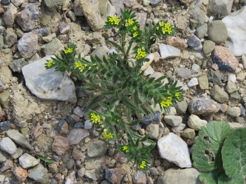 Neatostema apulum (Neatostema apulum)