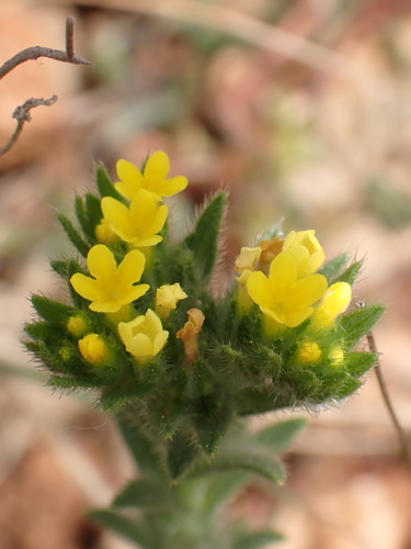 Neatostema apulum (Neatostema apulum)