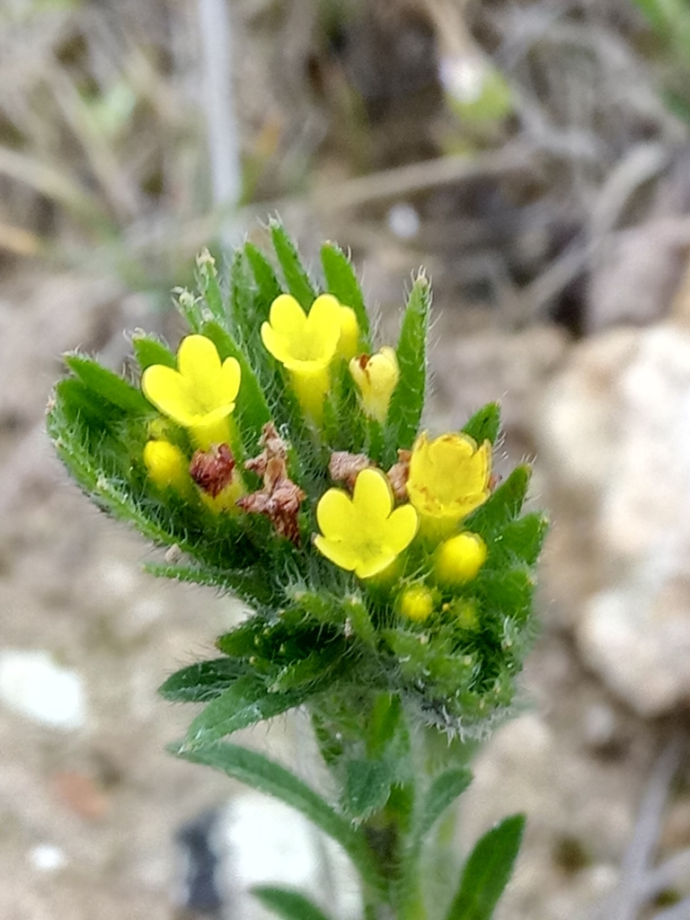 Neatostema apulum (Neatostema apulum)