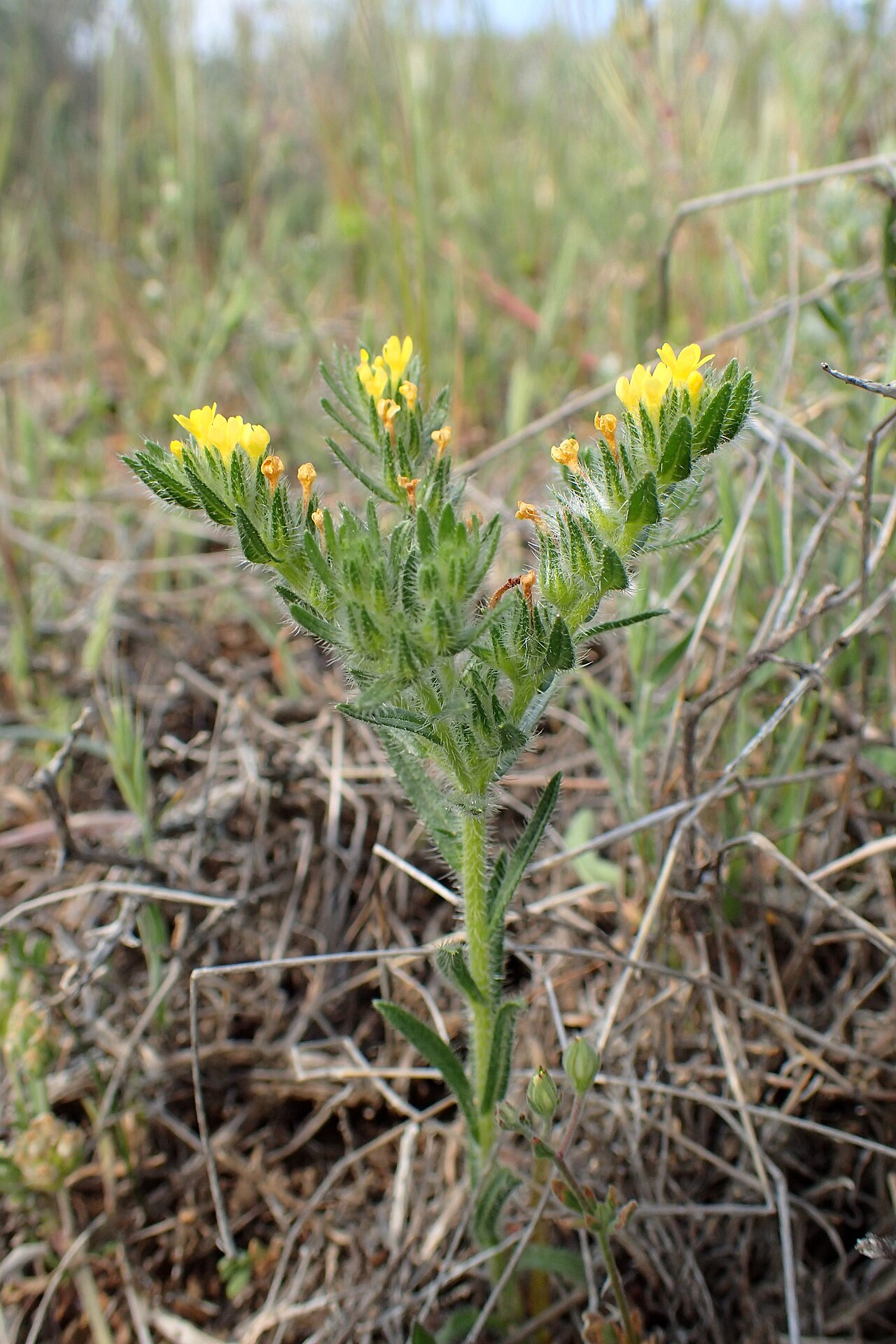 Neatostema apulum: Neatostema apulum in Analiontas, Cyprus