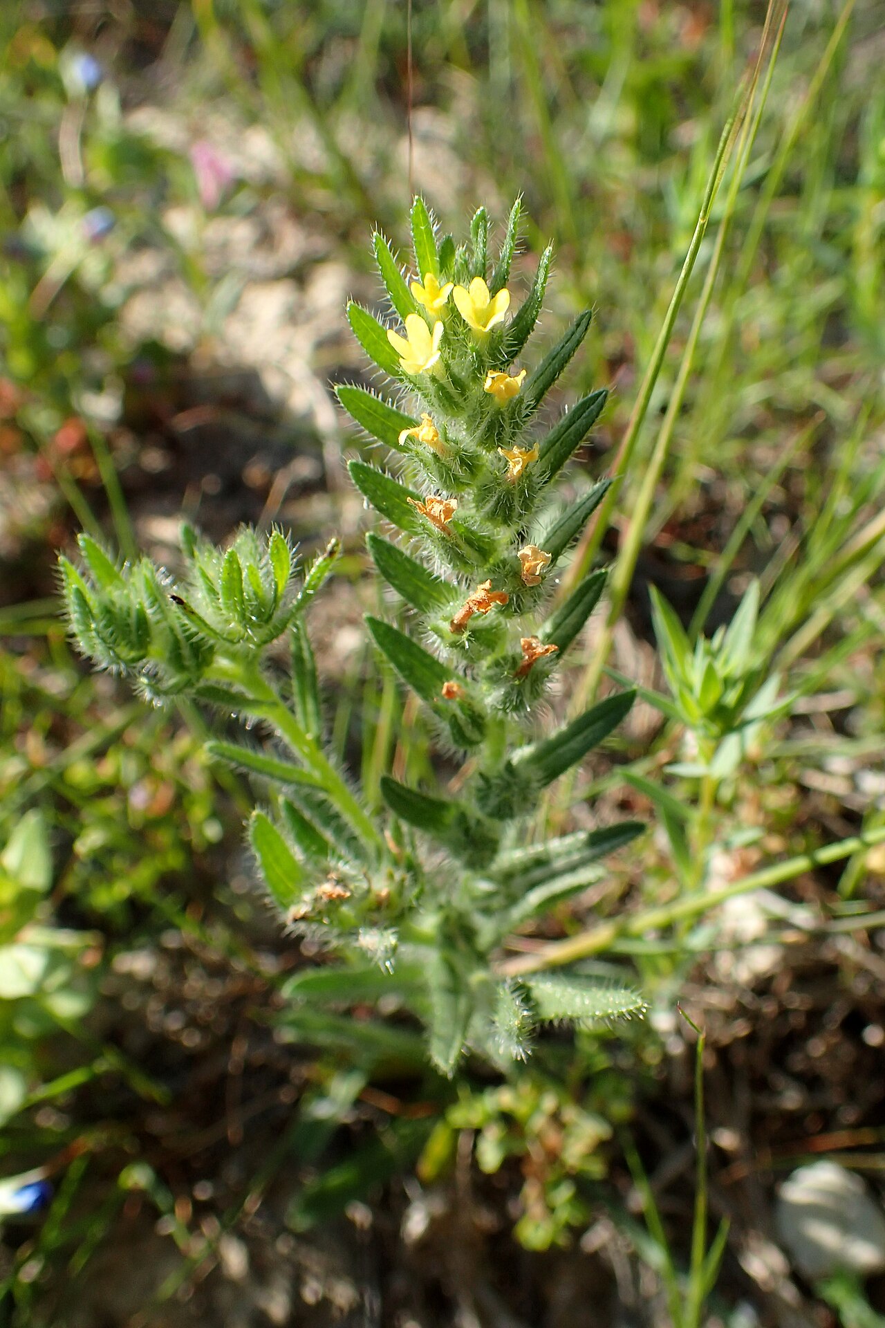 Neatostema apulum: Neatostema apulum at Petra tou Ramiou, Cyprus