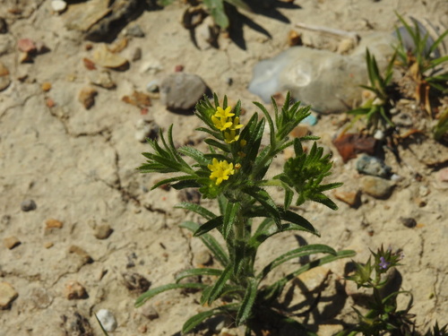 Neatostema apulum (Neatostema apulum)