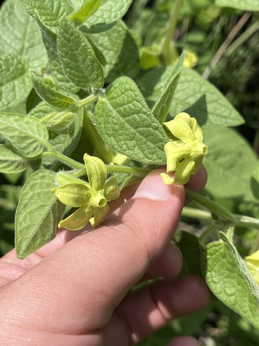 Trans-Pecos stinkleaf (Nectouxia formosa)