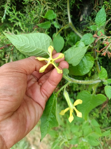 Trans-Pecos stinkleaf (Nectouxia formosa)