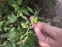 Trans-Pecos stinkleaf (Nectouxia formosa)
