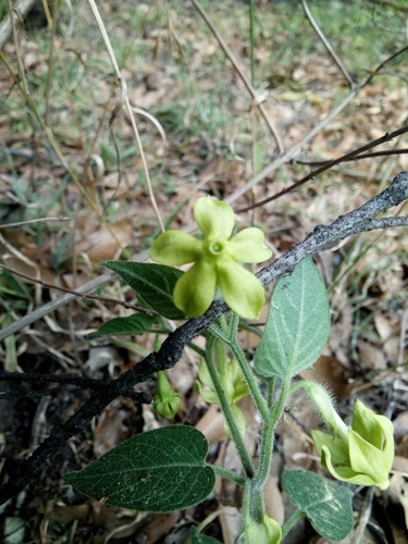 Trans-Pecos stinkleaf (Nectouxia formosa)