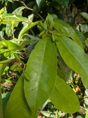 Neea ovalifolia (Neea ovalifolia)