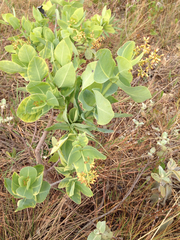Neea theifera (Neea theifera)