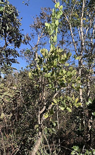 Neea theifera: Registro de Neea theifera em Área de Relevante Interesse Ecológico Capetinga/Taquara.