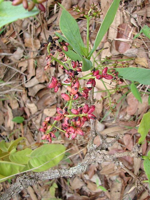 Neea theifera: Neea theifera - NYCTAGINACEAE Jardim Botânico de Brasília - Distrito Federal - Brasil.