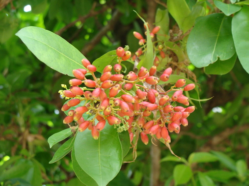 Neea turbinata (Neea turbinata)
