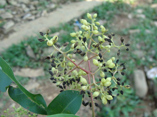 Neea turbinata (Neea turbinata)