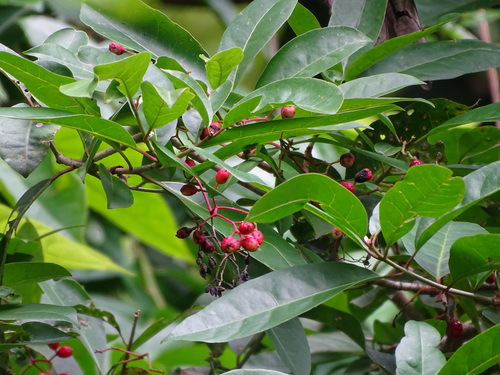 Neea turbinata (Neea turbinata)