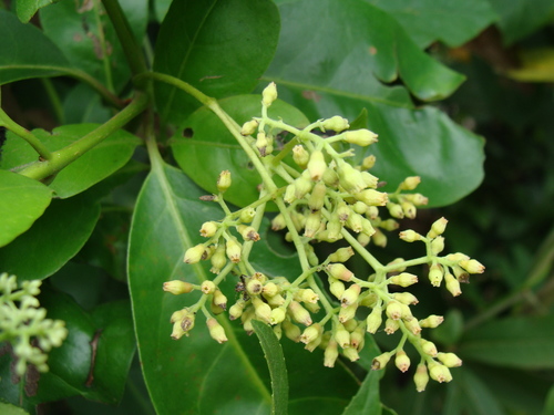 Neea turbinata (Neea turbinata)